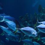 Acquario di Batumi
